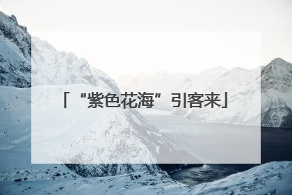 “紫色花海”引客来
