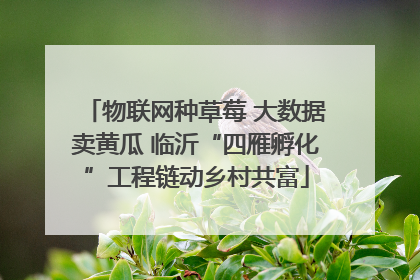物联网种草莓 大数据卖黄瓜 临沂“四雁孵化”工程链动乡村共富