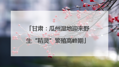 甘肃：瓜州湿地迎来野生“精灵”繁殖高峰期