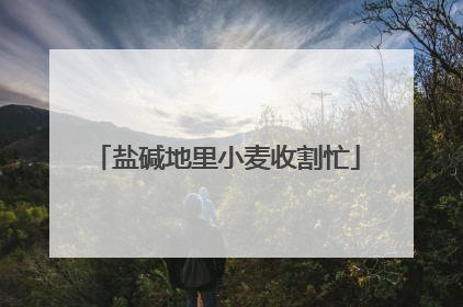 盐碱地里小麦收割忙