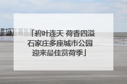碧叶连天 荷香四溢 石家庄多座城市公园迎来最佳赏荷季