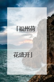福州荷花盛开