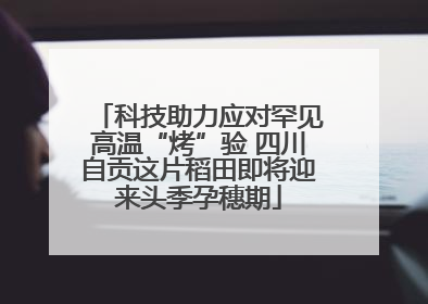 科技助力应对罕见高温“烤”验 四川自贡这片稻田即将迎来头季孕穗期