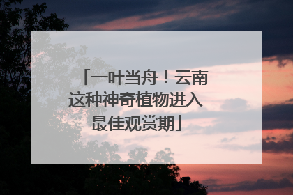 一叶当舟！云南这种神奇植物进入最佳观赏期