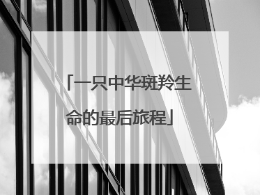 一只中华斑羚生命的最后旅程