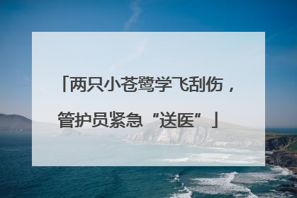 两只小苍鹭学飞刮伤，管护员紧急“送医”