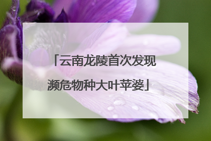 云南龙陵首次发现濒危物种大叶苹婆