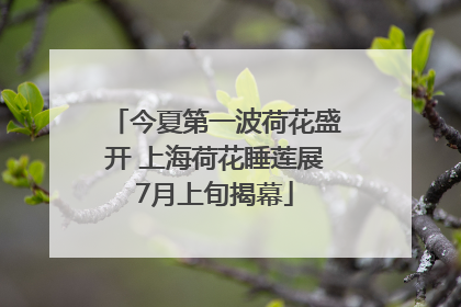 今夏第一波荷花盛开 上海荷花睡莲展7月上旬揭幕