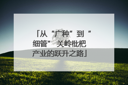 从“广种”到“细管” 关岭枇杷产业的跃升之路