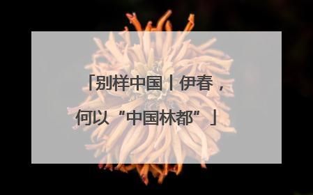 别样中国丨伊春，何以“中国林都”