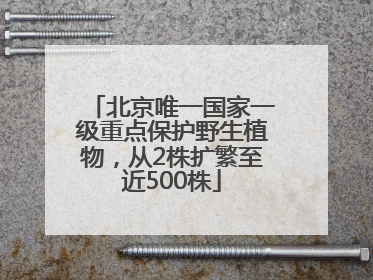 北京唯一国家一级重点保护野生植物，从2株扩繁至近500株