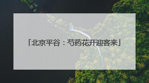 北京平谷：芍药花开迎客来