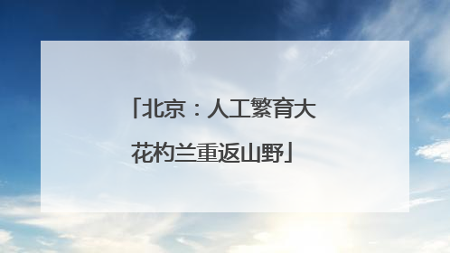 北京：人工繁育大花杓兰重返山野