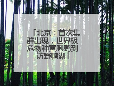 北京：首次集群出现，世界极危物种黄胸鹀到访野鸭湖