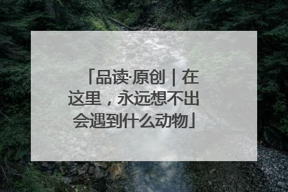 品读·原创｜在这里，永远想不出会遇到什么动物