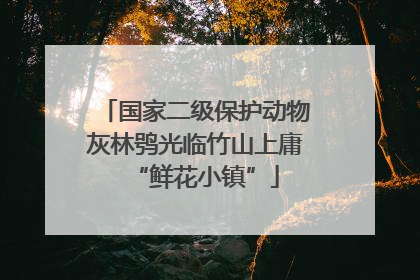 国家二级保护动物灰林鸮光临竹山上庸“鲜花小镇”