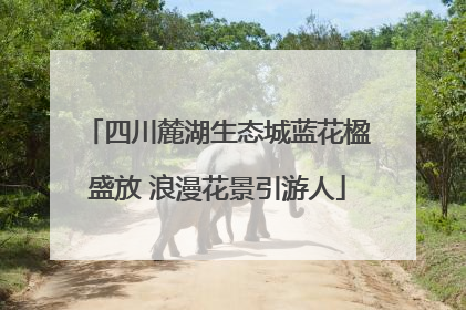 四川麓湖生态城蓝花楹盛放 浪漫花景引游人
