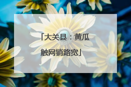 大关县：黄瓜触网销路宽