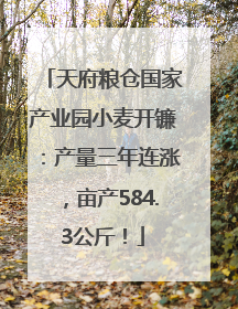 天府粮仓国家产业园小麦开镰：产量三年连涨，亩产584.3公斤！