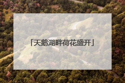 天鹅湖畔荷花盛开