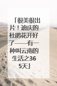 很美很出片！迪庆的杜鹃花开好了——有一种叫云南的生活之365天