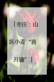 枣庄：山区小麦“喜开镰”