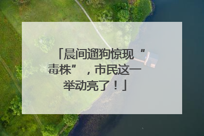 晨间遛狗惊现“毒株”，市民这一举动亮了！