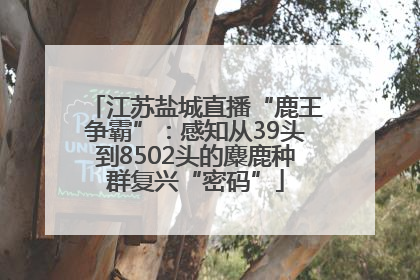 江苏盐城直播“鹿王争霸”：感知从39头到8502头的麋鹿种群复兴“密码”