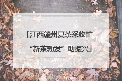 江西赣州夏茶采收忙 “新茶勃发”助振兴