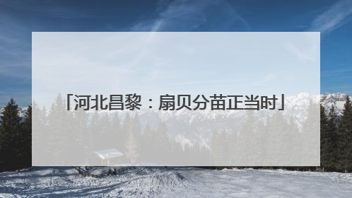 河北昌黎：扇贝分苗正当时