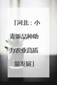 河北：小麦新品种助力农业高质量发展