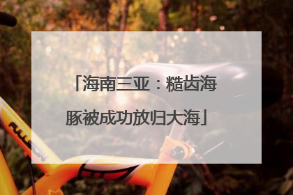 海南三亚：糙齿海豚被成功放归大海