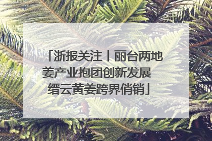 浙报关注丨丽台两地姜产业抱团创新发展 缙云黄姜跨界俏销