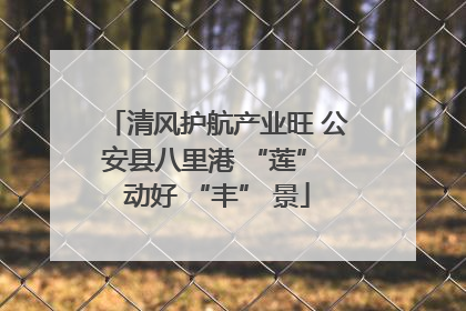 清风护航产业旺 公安县八里港 “莲” 动好 “丰” 景