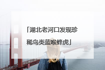 湖北老河口发现珍稀鸟类蓝喉蜂虎