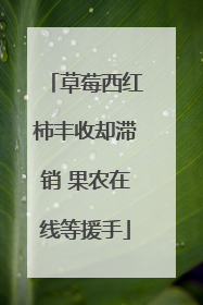 草莓西红柿丰收却滞销 果农在线等援手