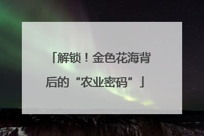 解锁！金色花海背后的“农业密码”