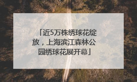 近5万株绣球花绽放，上海滨江森林公园绣球花展开幕