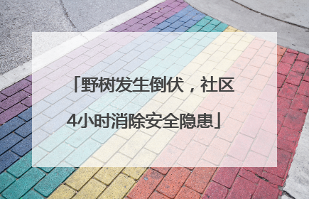 野树发生倒伏，社区4小时消除安全隐患
