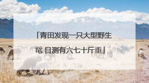 青田发现一只大型野生鼋 目测有六七十斤重