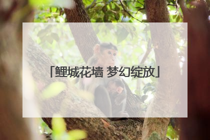 鲤城花墙 梦幻绽放
