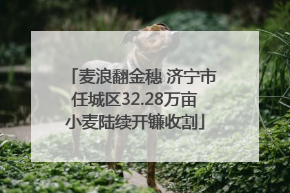 麦浪翻金穗 济宁市任城区32.28万亩小麦陆续开镰收割