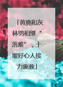 黄麂和灰林鸮相继“落难”，十堰好心人接力施救