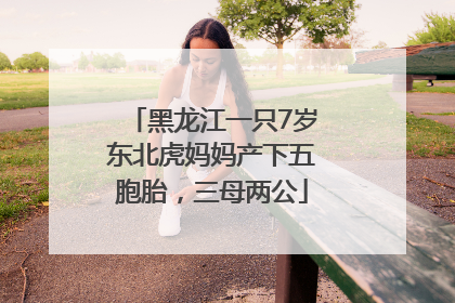 黑龙江一只7岁东北虎妈妈产下五胞胎，三母两公